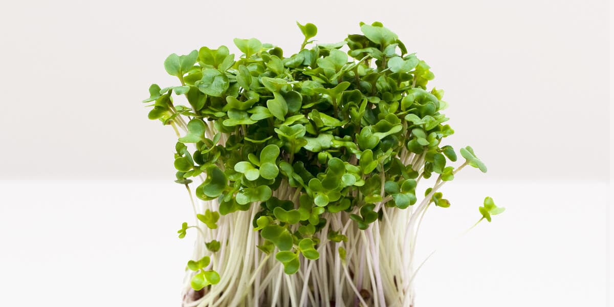 Broccoli sprouts