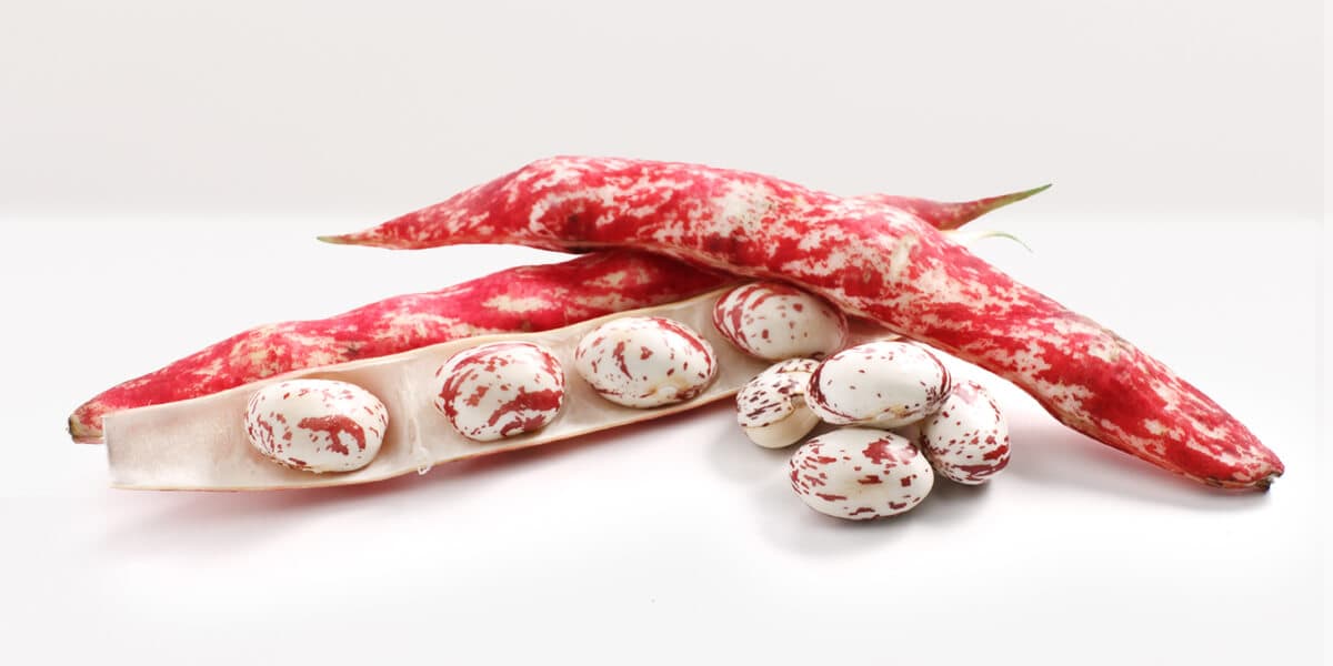 Cranberry Beans